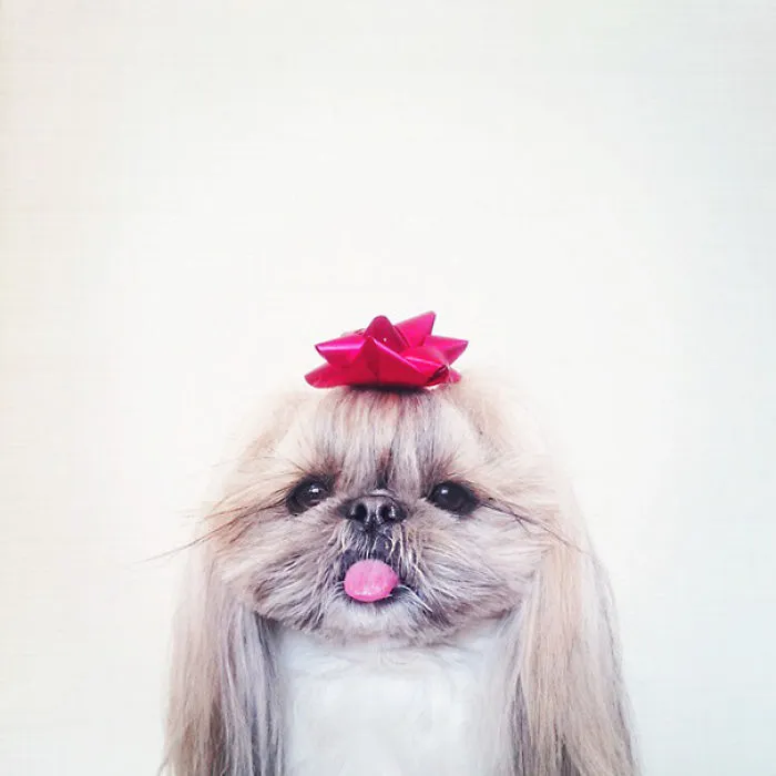 Every Day This Dog Gets A New Hairstyle