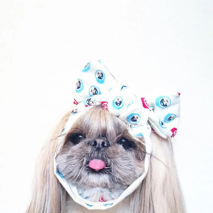 Every Day This Dog Gets A New Hairstyle
