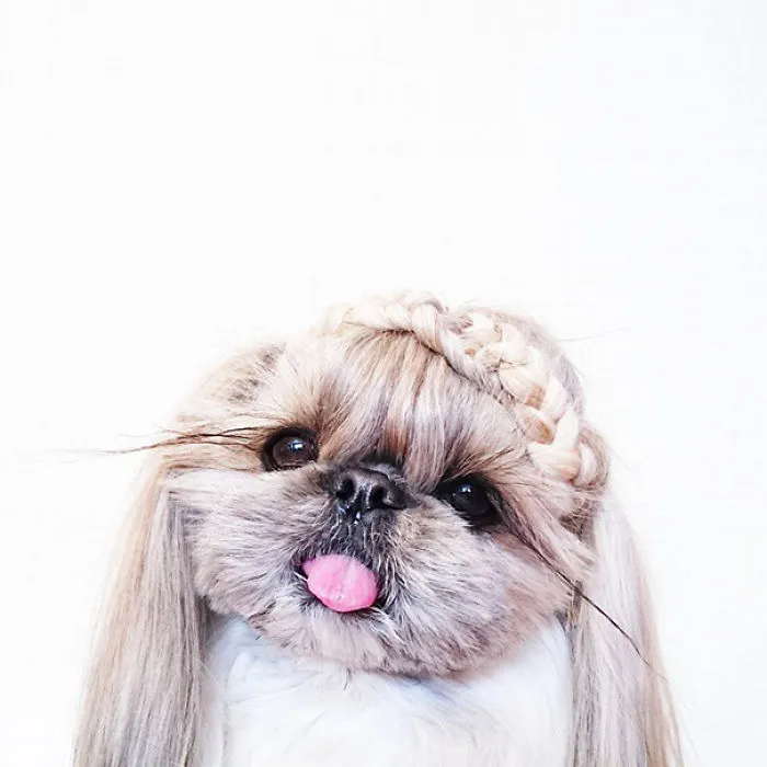 Every Day This Dog Gets A New Hairstyle