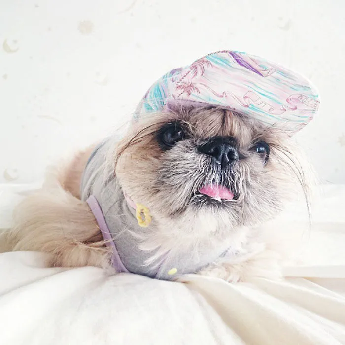 Every Day This Dog Gets A New Hairstyle