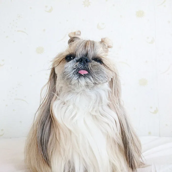Every Day This Dog Gets A New Hairstyle