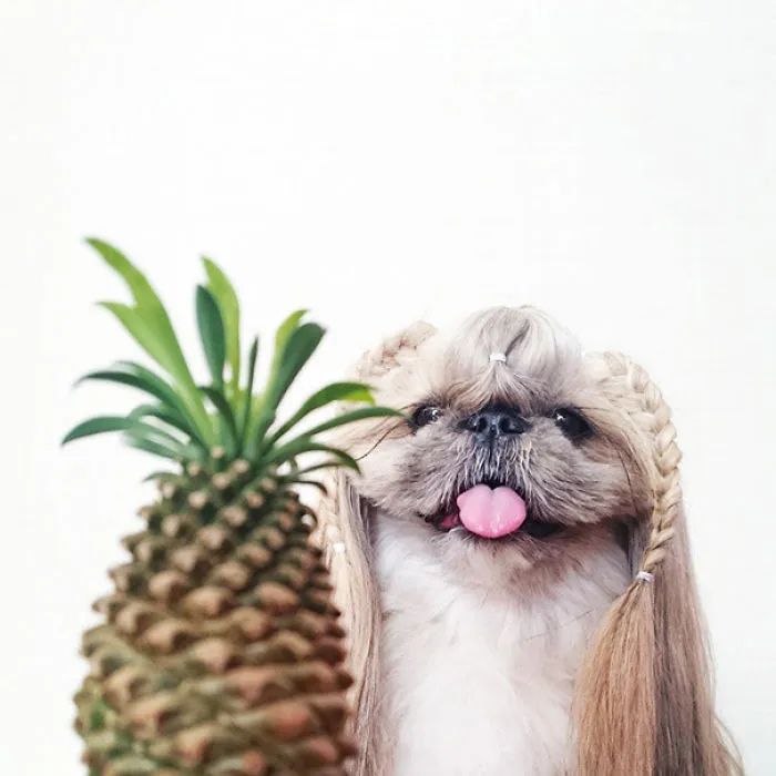 Every Day This Dog Gets A New Hairstyle