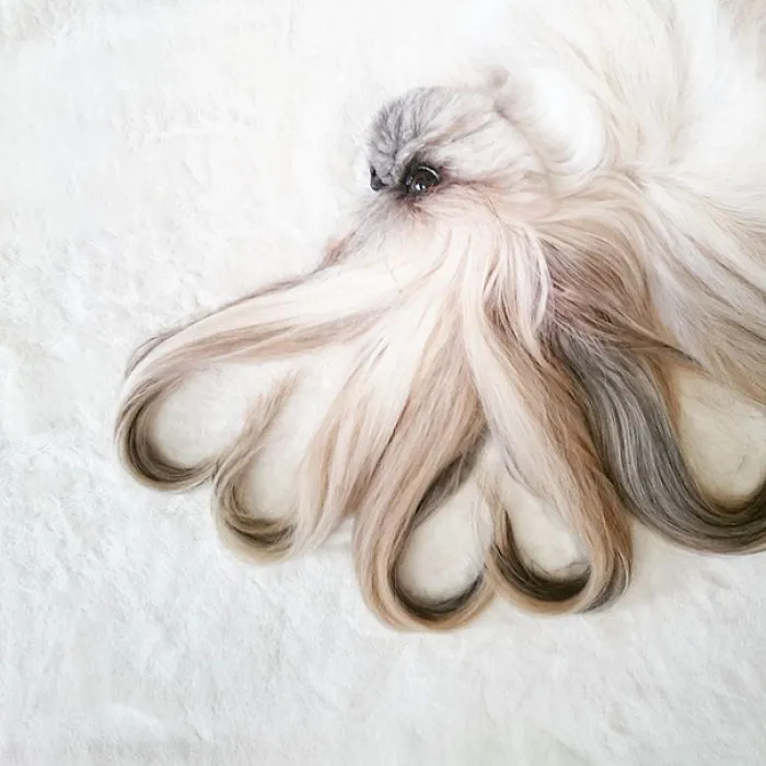 Every Day This Dog Gets A New Hairstyle