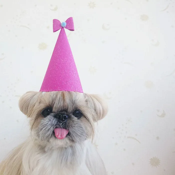 Every Day This Dog Gets A New Hairstyle