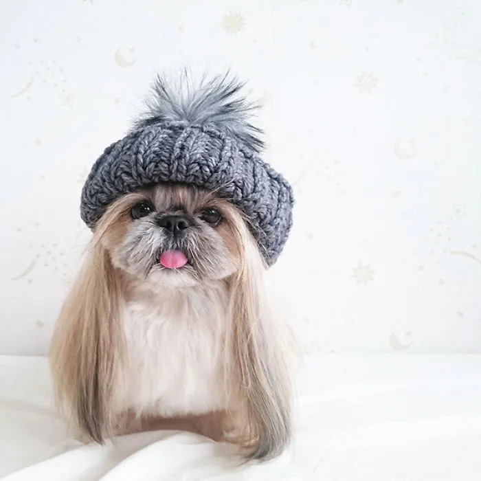 Every Day This Dog Gets A New Hairstyle