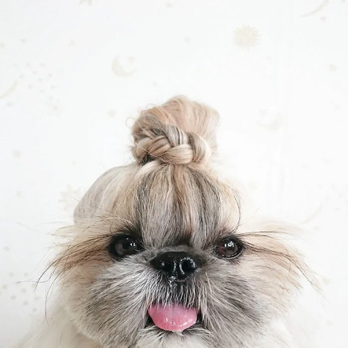 Every Day This Dog Gets A New Hairstyle