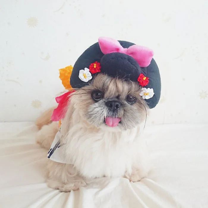 Every Day This Dog Gets A New Hairstyle