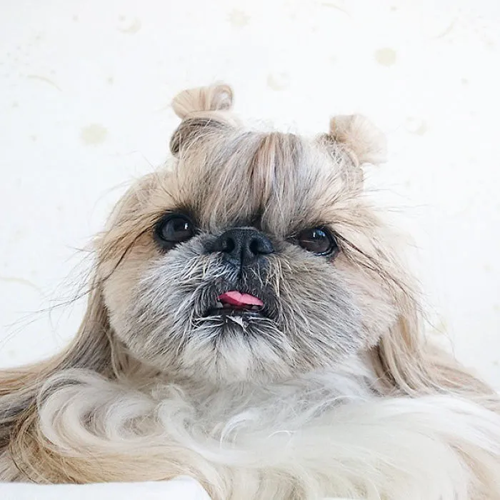 Every Day This Dog Gets A New Hairstyle