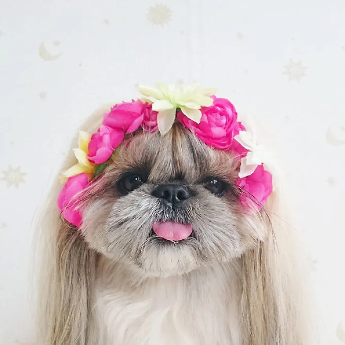 Every Day This Dog Gets A New Hairstyle