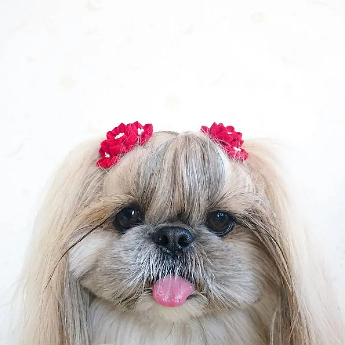 Every Day This Dog Gets A New Hairstyle