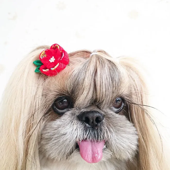 Every Day This Dog Gets A New Hairstyle