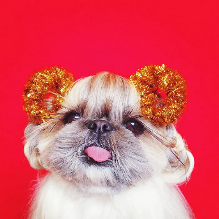 Every Day This Dog Gets A New Hairstyle