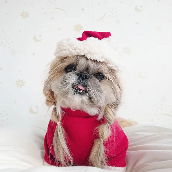 Every Day This Dog Gets A New Hairstyle