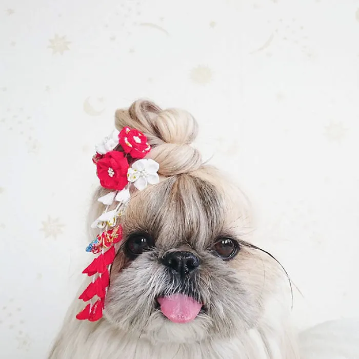 Every Day This Dog Gets A New Hairstyle