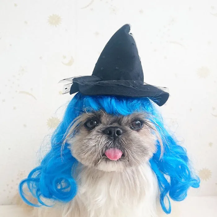 Every Day This Dog Gets A New Hairstyle