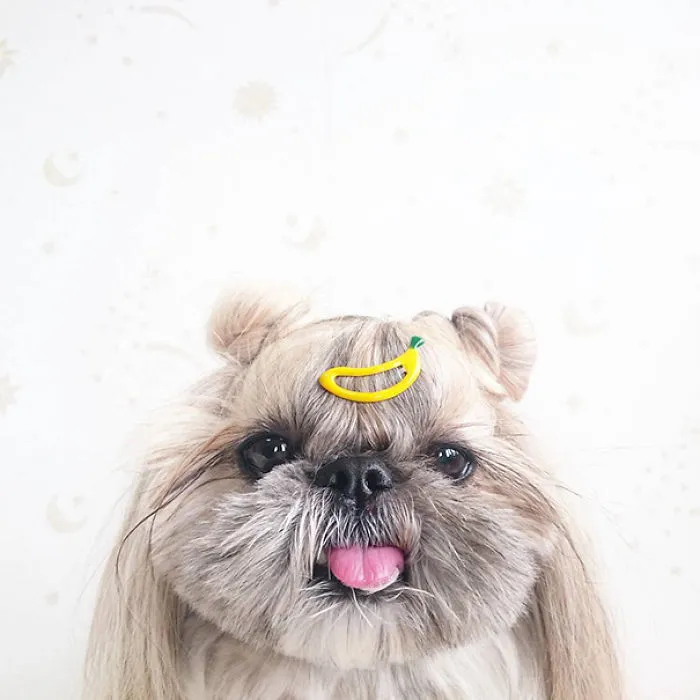 Every Day This Dog Gets A New Hairstyle