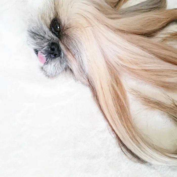 Every Day This Dog Gets A New Hairstyle