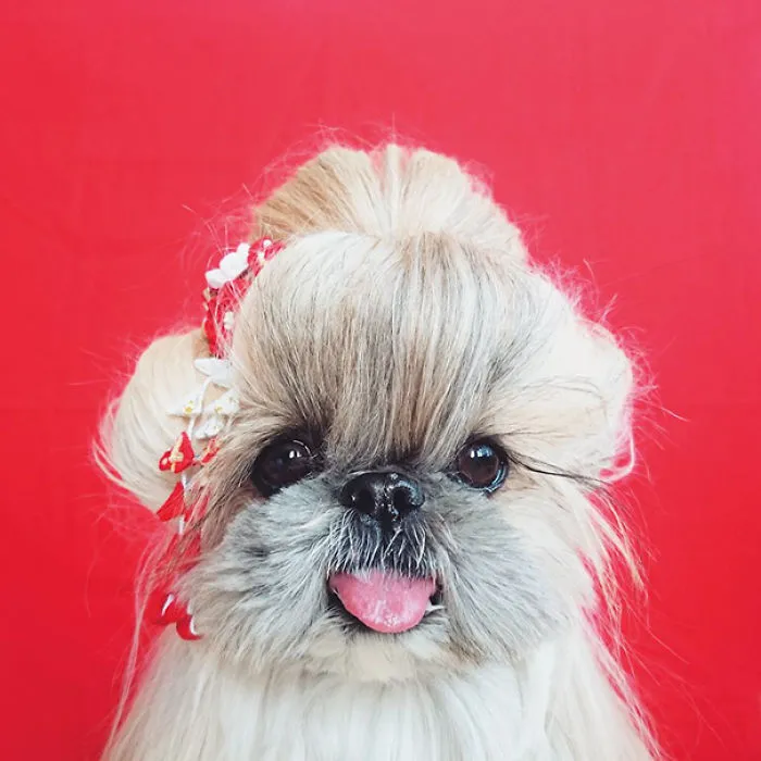 Every Day This Dog Gets A New Hairstyle