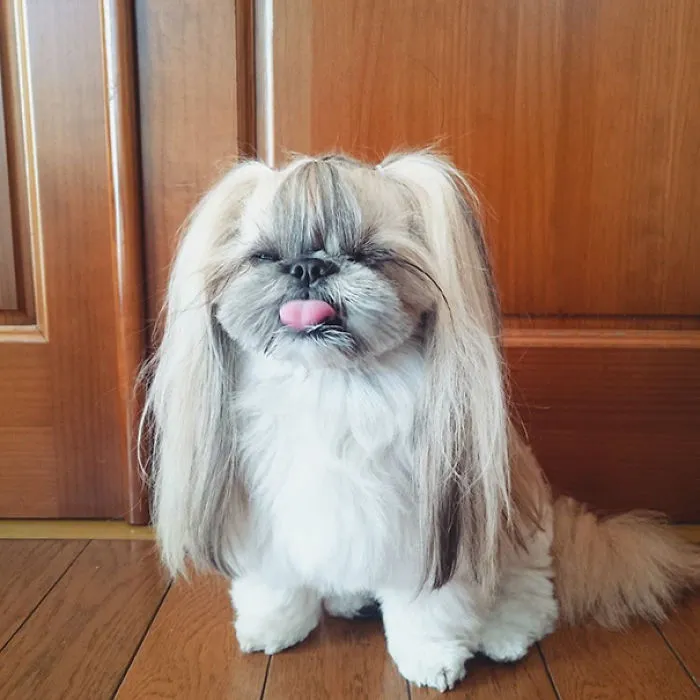 Every Day This Dog Gets A New Hairstyle