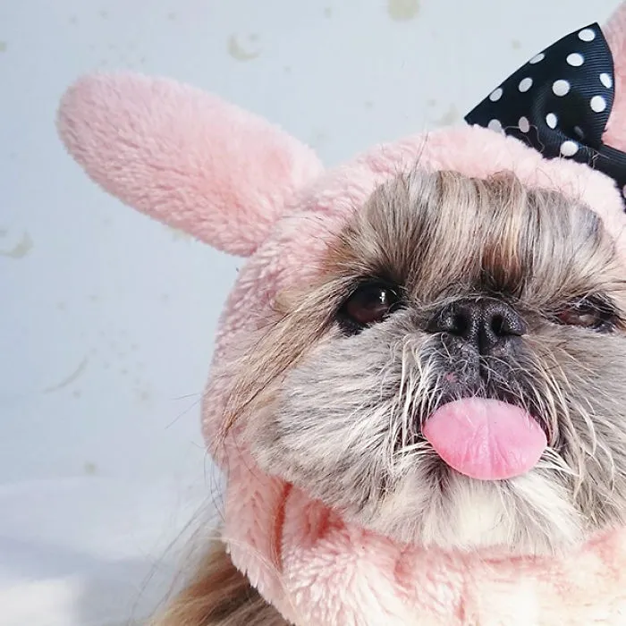 Every Day This Dog Gets A New Hairstyle