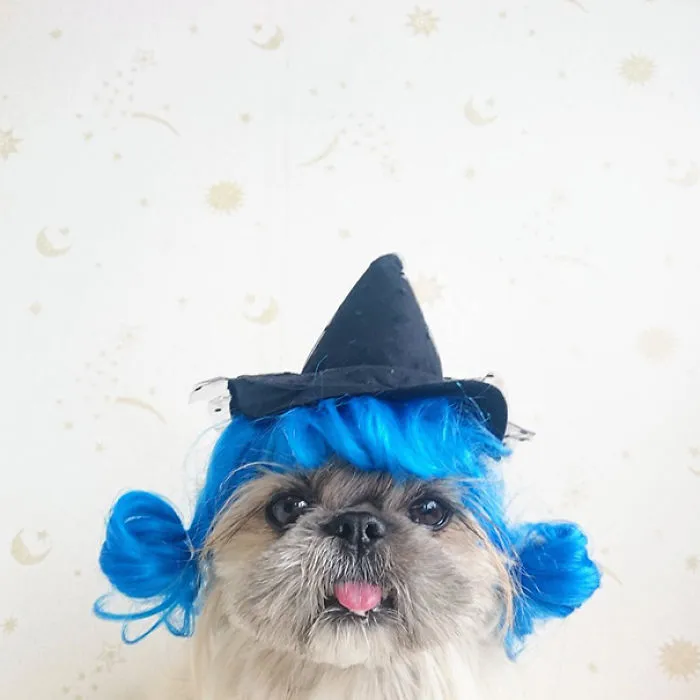 Every Day This Dog Gets A New Hairstyle