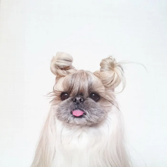 Every Day This Dog Gets A New Hairstyle