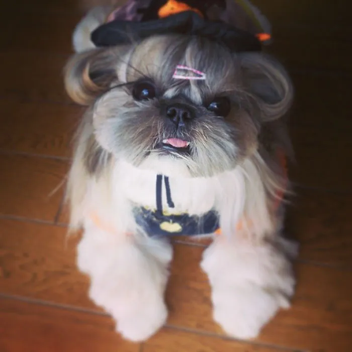 Every Day This Dog Gets A New Hairstyle