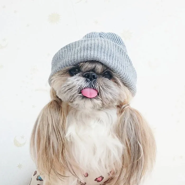 Every Day This Dog Gets A New Hairstyle