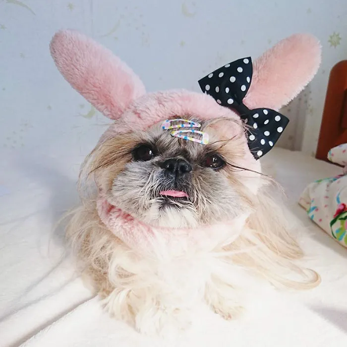 Every Day This Dog Gets A New Hairstyle