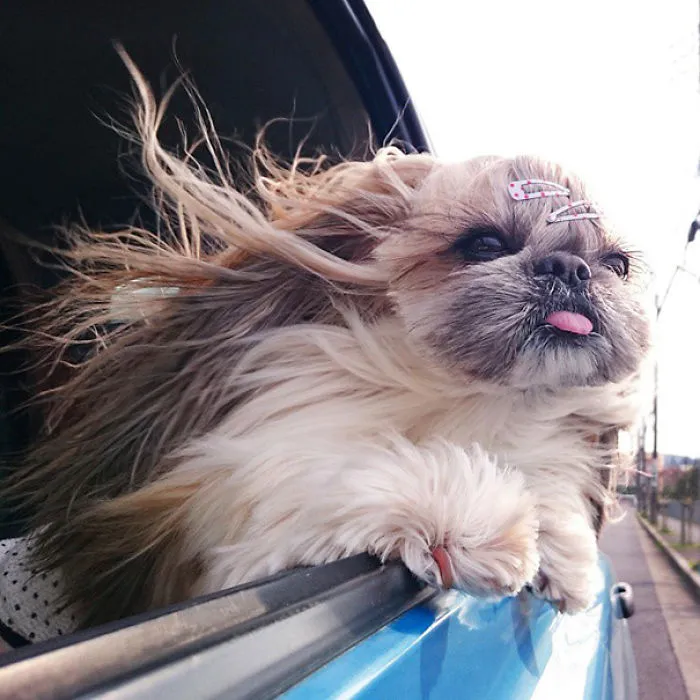Every Day This Dog Gets A New Hairstyle