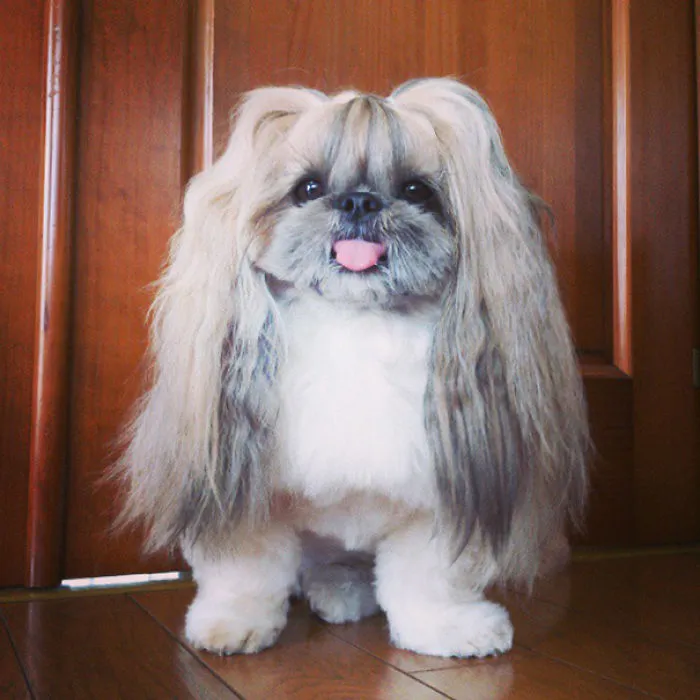 Every Day This Dog Gets A New Hairstyle