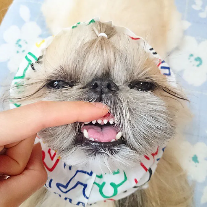 Every Day This Dog Gets A New Hairstyle