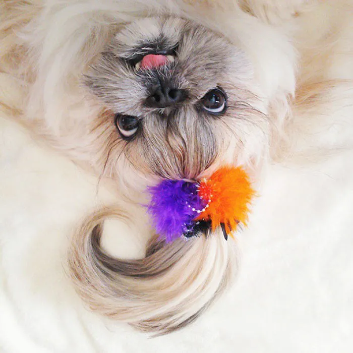 Every Day This Dog Gets A New Hairstyle