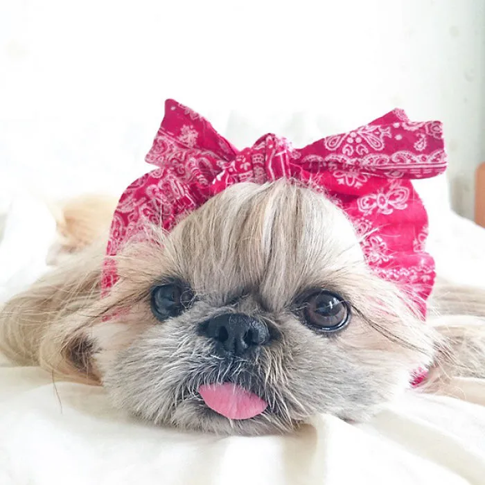 Every Day This Dog Gets A New Hairstyle