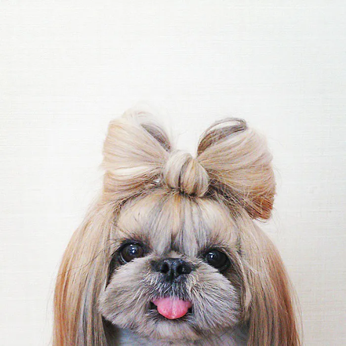 Every Day This Dog Gets A New Hairstyle