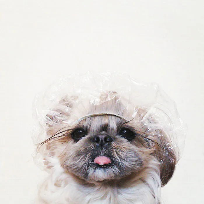 Every Day This Dog Gets A New Hairstyle