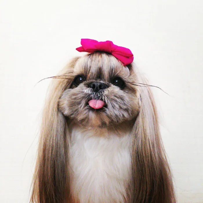 Every Day This Dog Gets A New Hairstyle