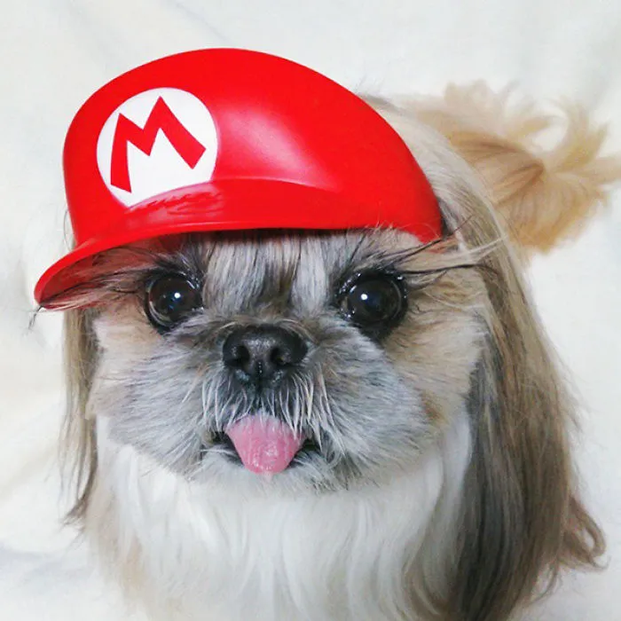 Every Day This Dog Gets A New Hairstyle