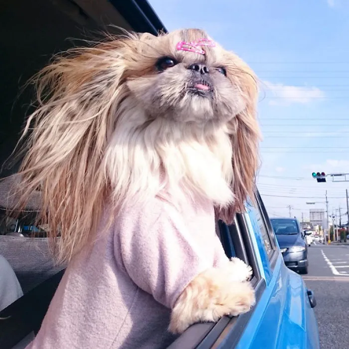 Every Day This Dog Gets A New Hairstyle