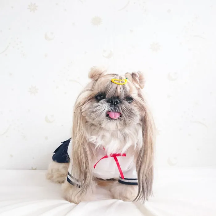 Every Day This Dog Gets A New Hairstyle