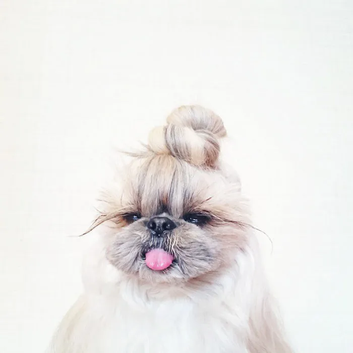 Every Day This Dog Gets A New Hairstyle