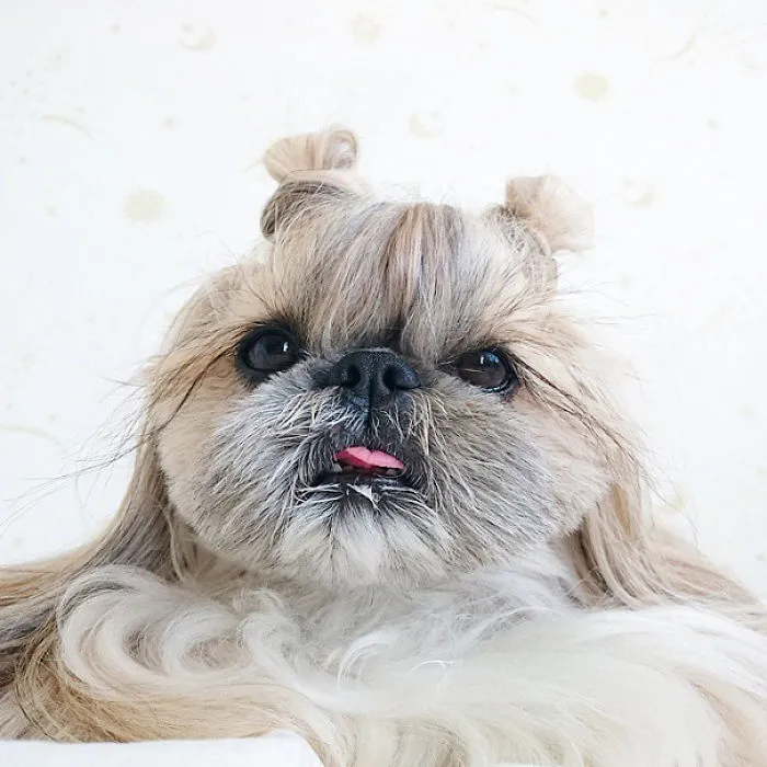 Every Day This Dog Gets A New Hairstyle