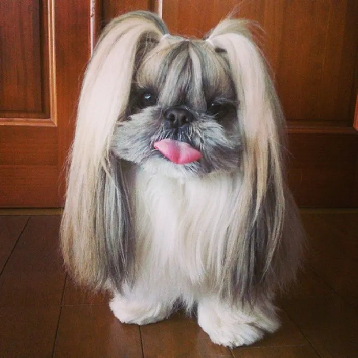 Every Day This Dog Gets A New Hairstyle