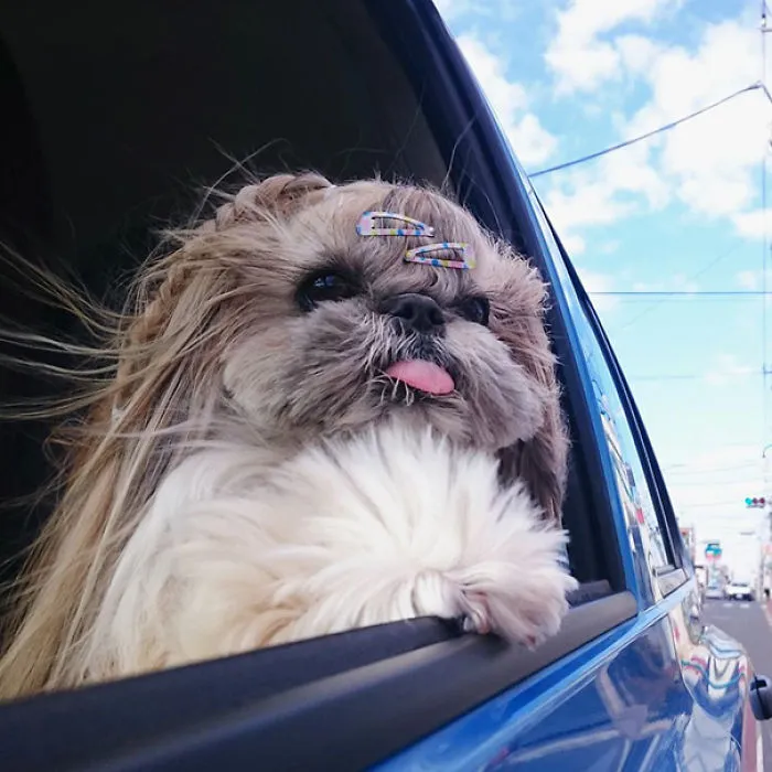 Every Day This Dog Gets A New Hairstyle