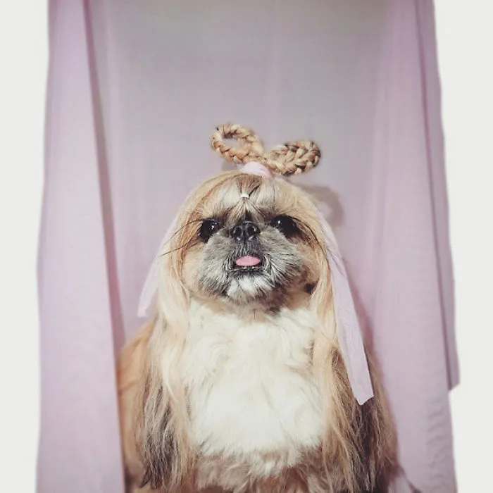 Every Day This Dog Gets A New Hairstyle