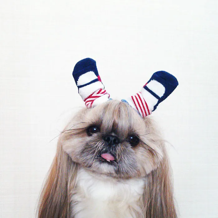 Every Day This Dog Gets A New Hairstyle