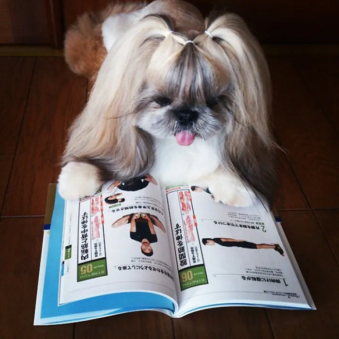 Every Day This Dog Gets A New Hairstyle