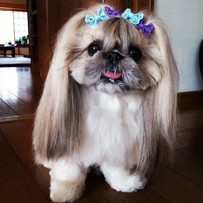 Every Day This Dog Gets A New Hairstyle