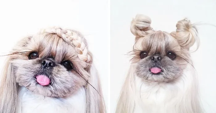 Every Day This Dog Gets A New Hairstyle
