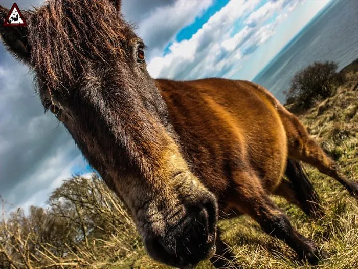 10+ Photos Of Animals Around Dover